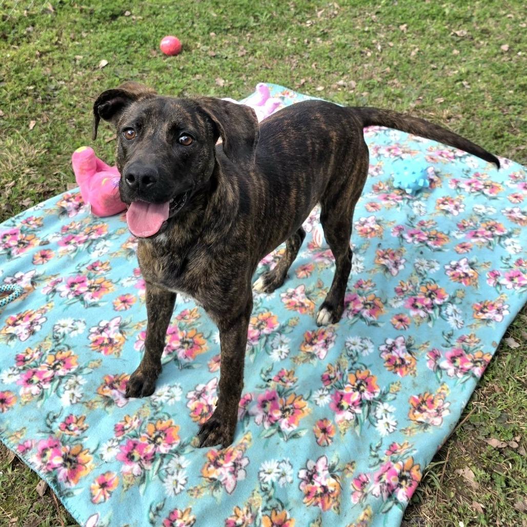 Enlarge Brindy, a Adoptable Mixed Breed in Gadsden, AL image 6/6