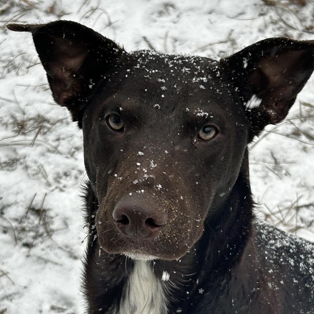 Choco-Latte, Adoptable, Young Female Xoloitzcuintli / Mexican Hairless & German Shepherd Dog.