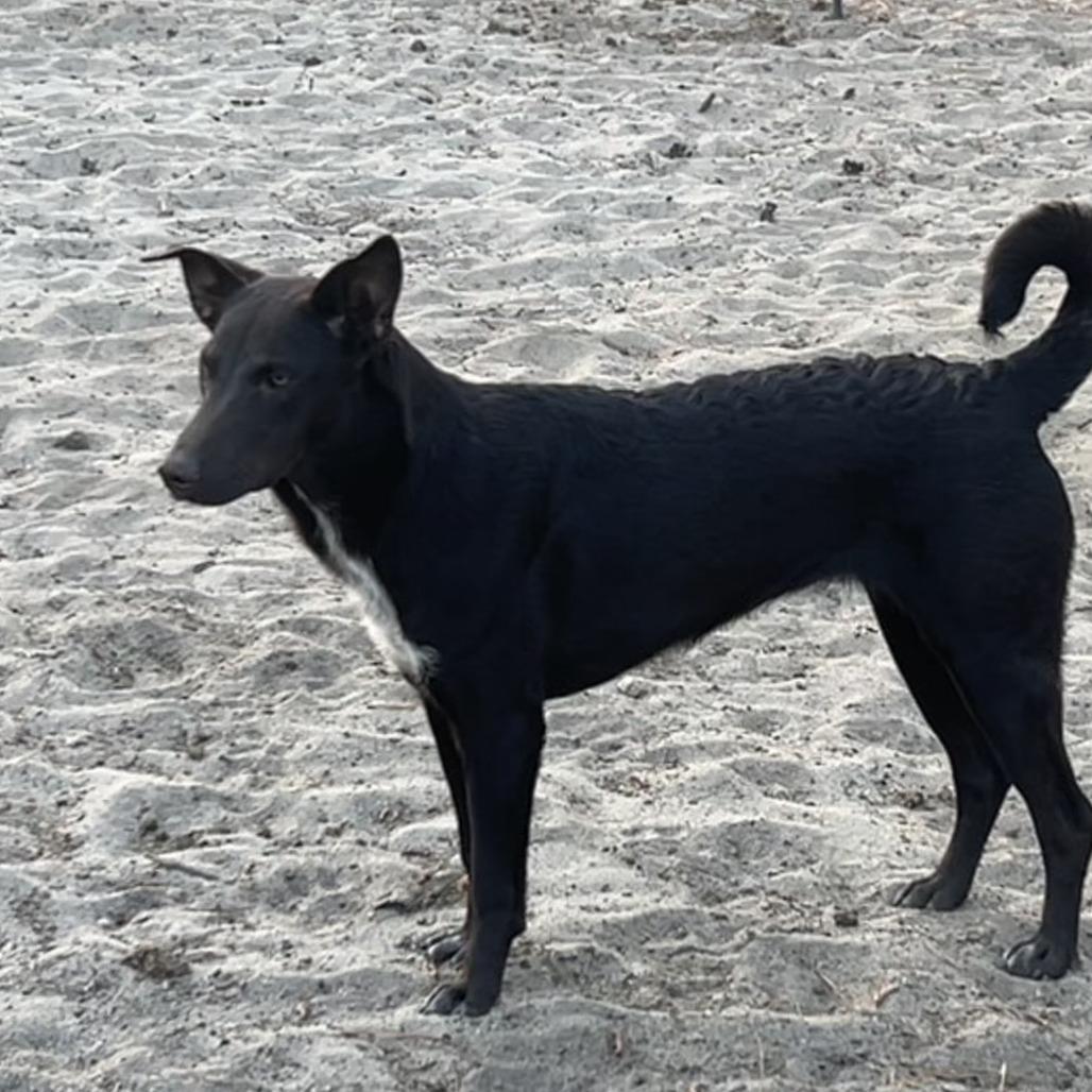 Enlarge Choco-Latte, a Adoptable mixed breed in Aberdeen, NC image 2/3