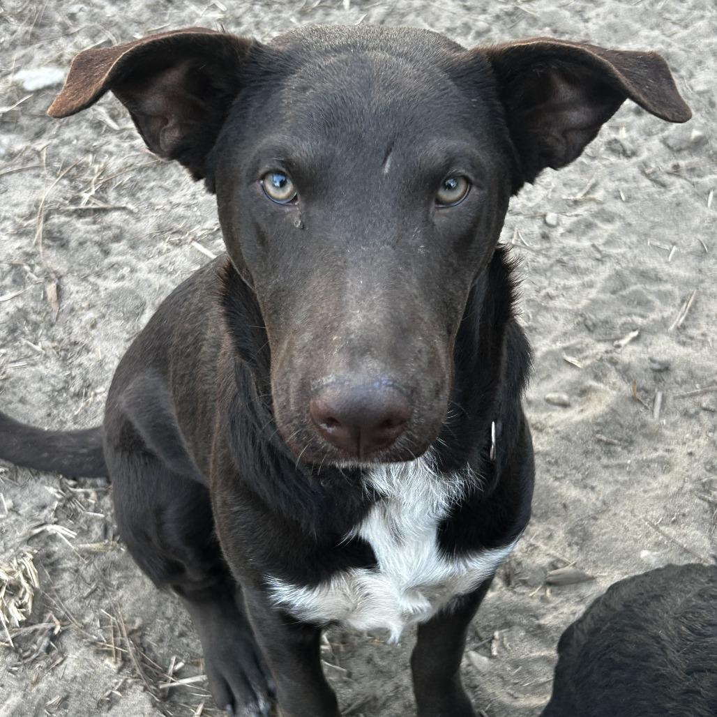 Enlarge Choco-Latte, a Adoptable mixed breed in Aberdeen, NC image 3/3