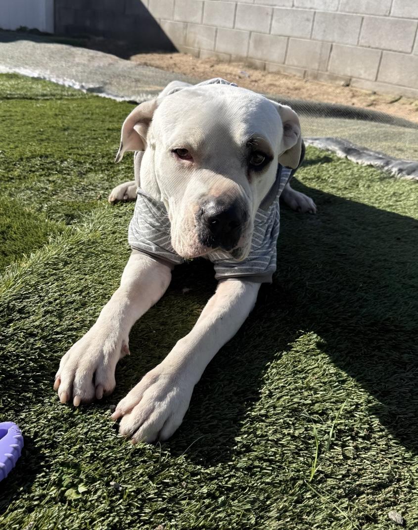 TEDDY, a ADOPTABLE Pit Bull Terrier in Tacoma , WA image 3/6