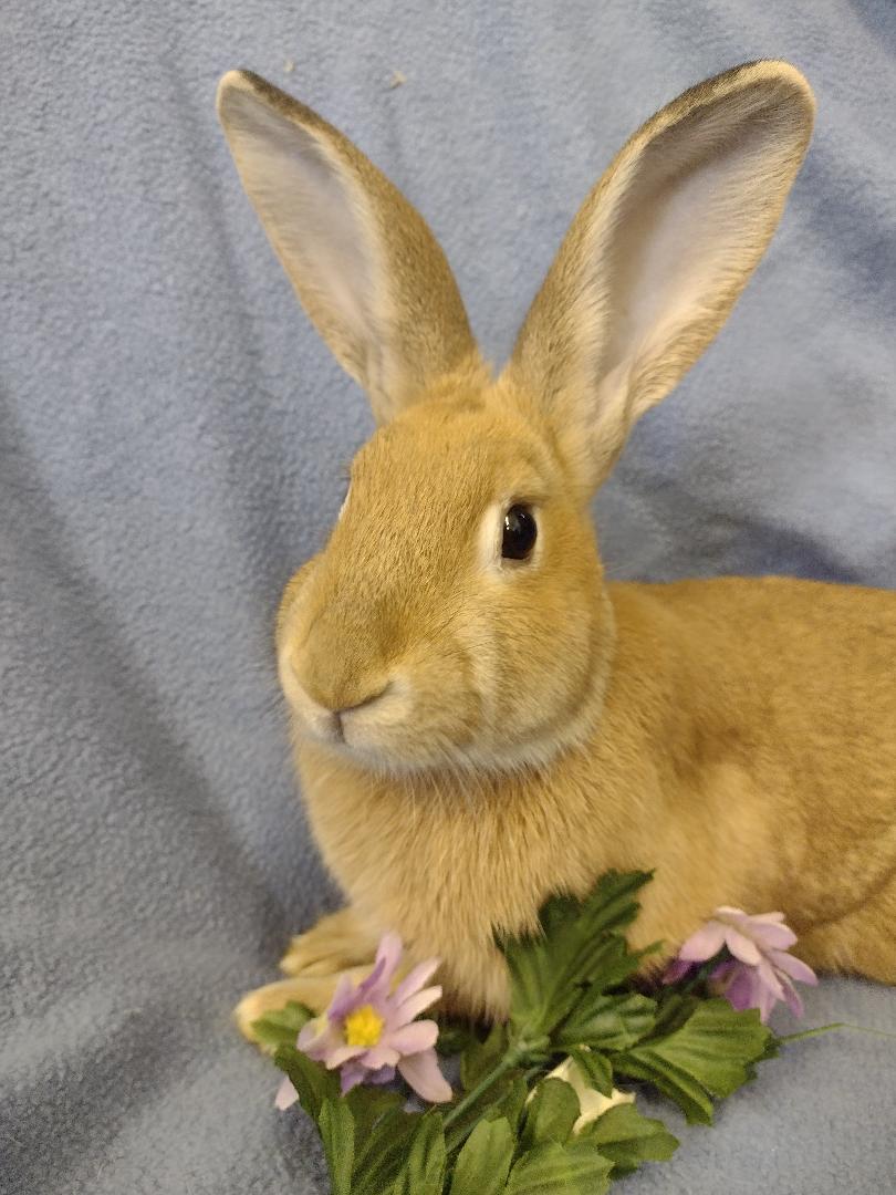 Afton, Adoptable, Baby Female Palomino.