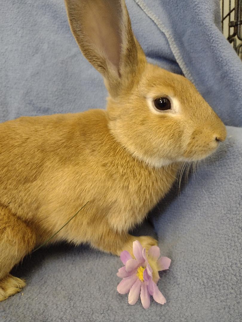 Afton, a Adoptable Palomino in Plymouth, MI image 2/3