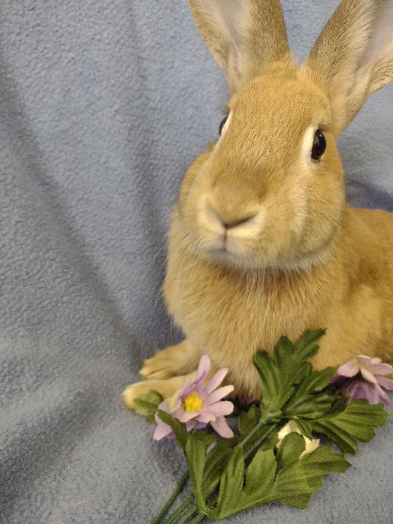 Afton, a Adoptable Palomino in Plymouth, MI image 3/3