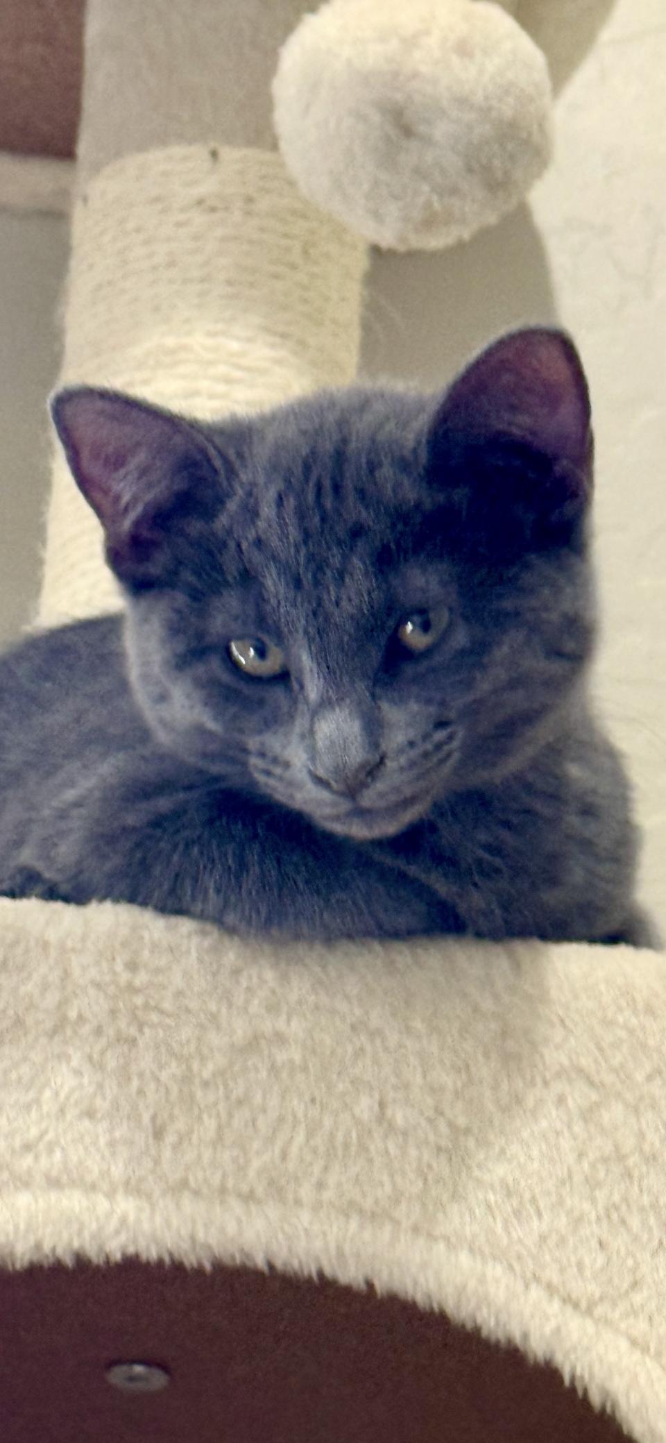 Ghost, Adoptable, Young Female Domestic Short Hair.