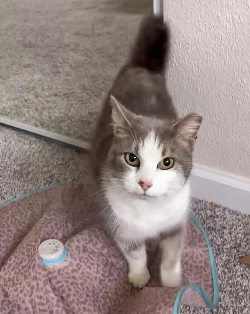 Enlarge Nova, a Adoptable Domestic Short Hair in Panama City Beach, FL image 1/5