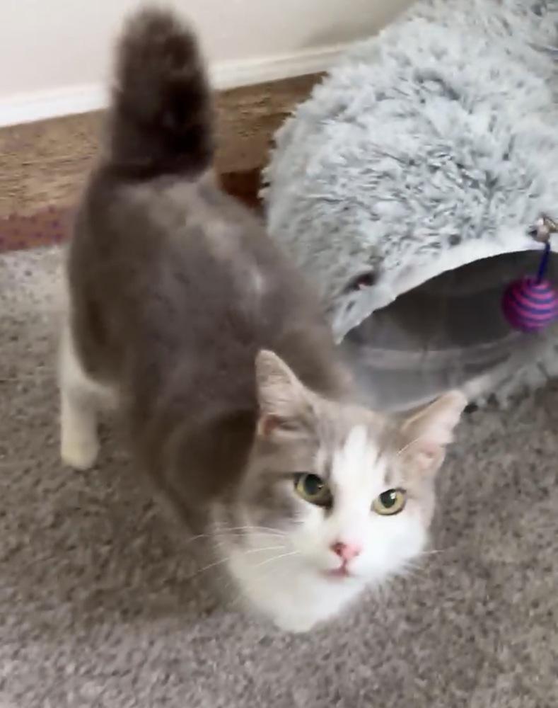 Enlarge Nova, a Adoptable Domestic Short Hair in Panama City Beach, FL image 2/5