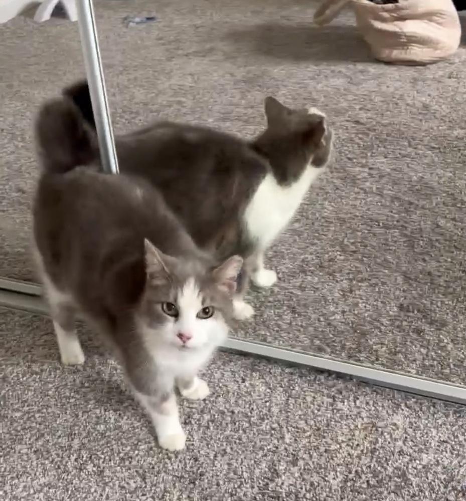 Enlarge Nova, a Adoptable Domestic Short Hair in Panama City Beach, FL image 4/5