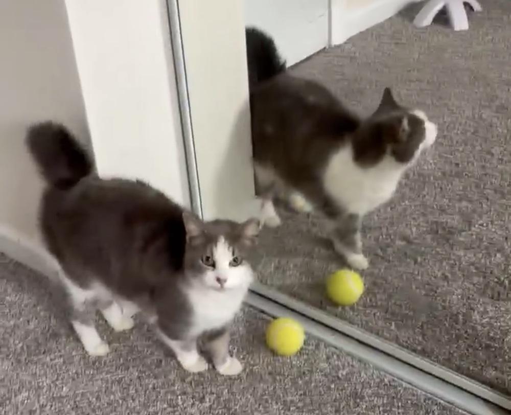 Enlarge Nova, a Adoptable Domestic Short Hair in Panama City Beach, FL image 5/5