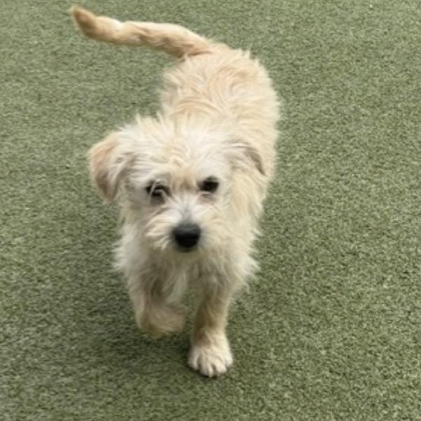 Enlarge ollie, an adopted mixed breed in tacoma, WA image 5/6