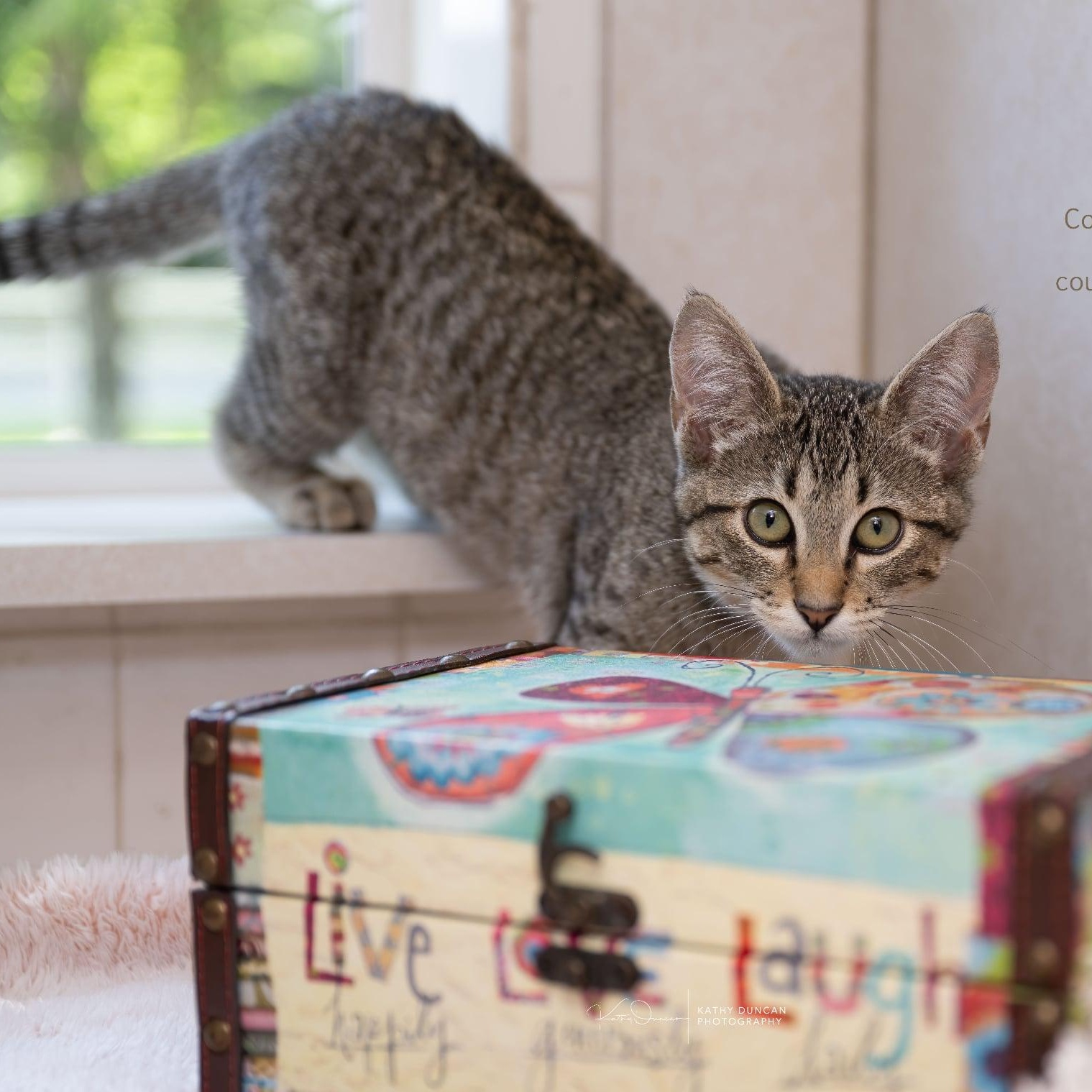 Shelly, an adopted Domestic Short Hair in Manchester, MO image 3/4