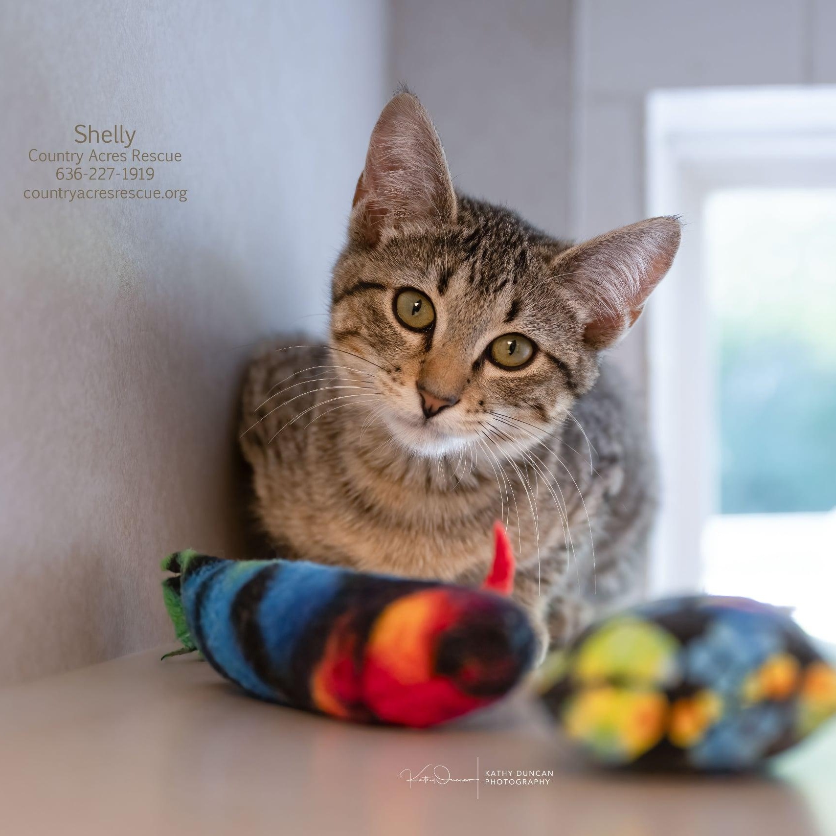 Shelly, an adopted Domestic Short Hair in Manchester, MO image 4/4
