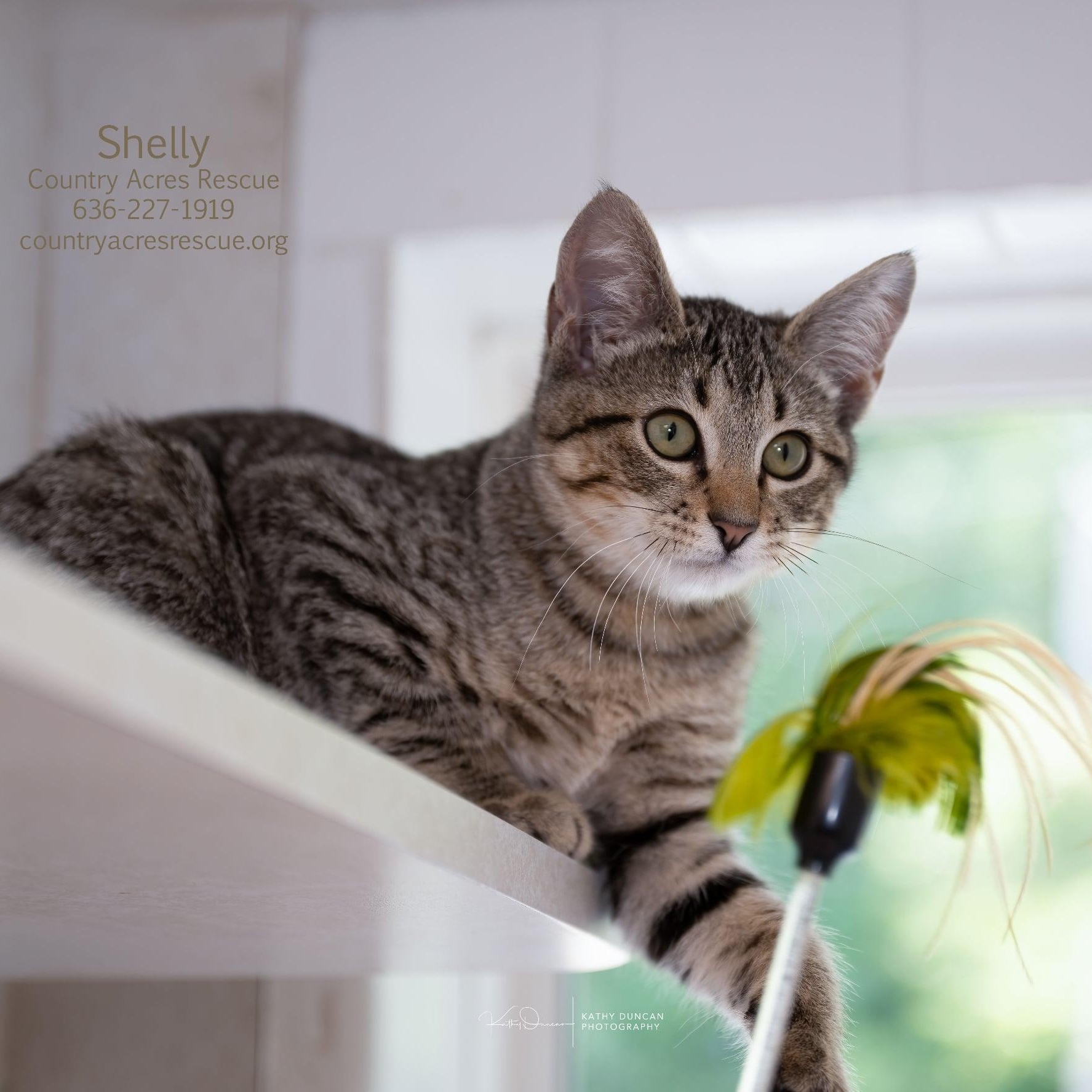 Shelly, an adopted Domestic Short Hair in Manchester, MO image 2/4
