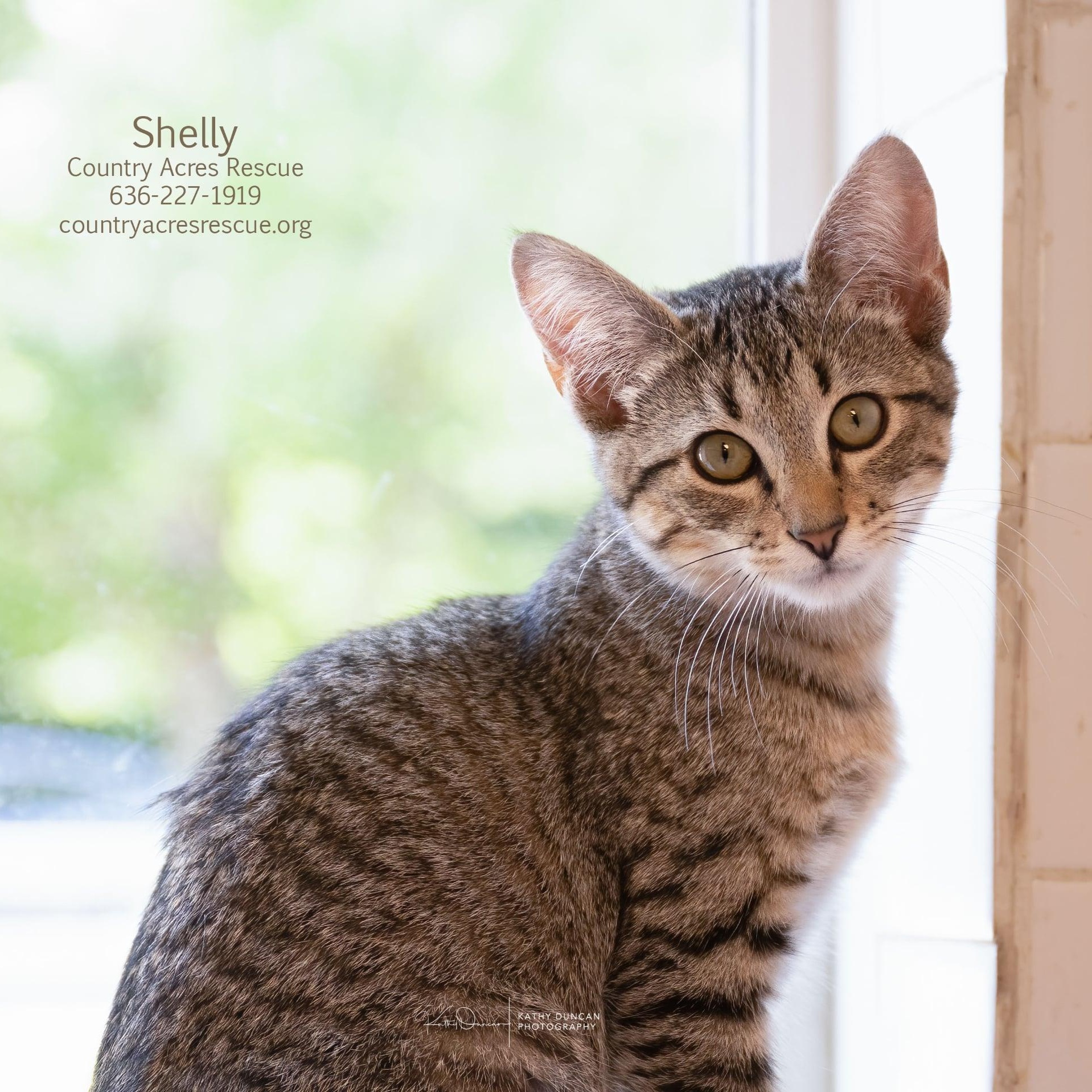 Shelly, an adopted Domestic Short Hair in Manchester, MO image 1/4
