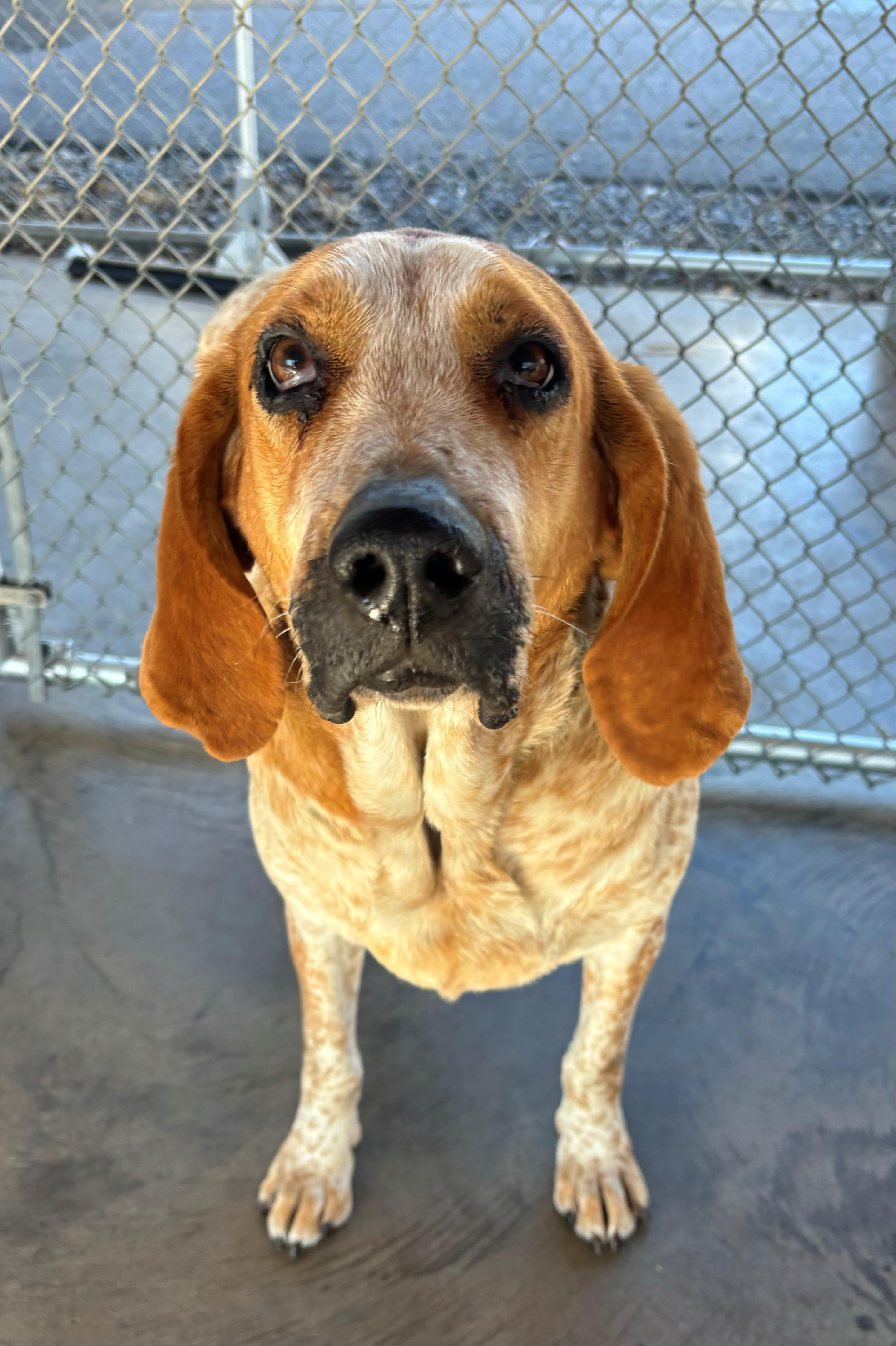 Enlarge Baby, a ADOPTABLE Hound in Edinburg, VA image 1/1