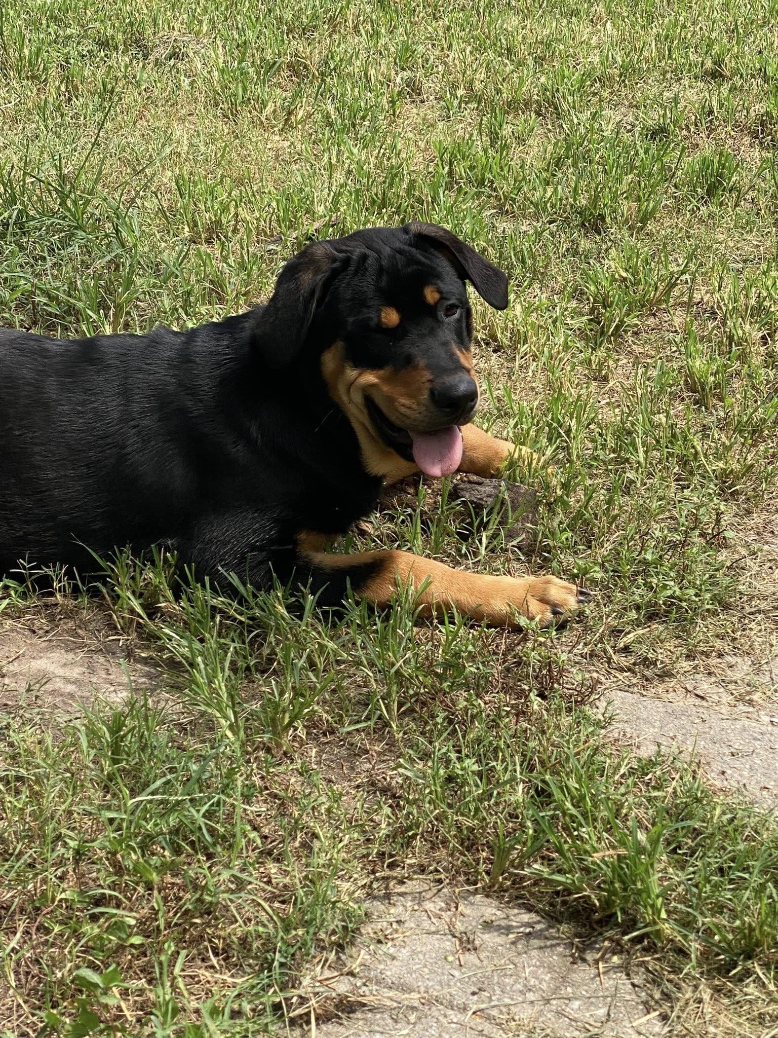 Enlarge KILO, a Adopted mixed breed in Chapel Hill, NC image 1/5