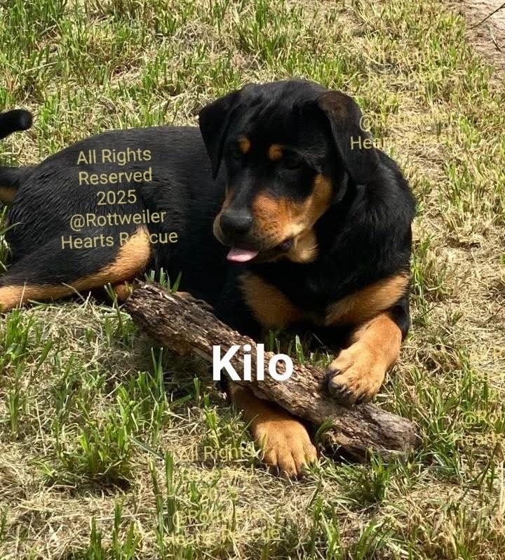 Enlarge KILO, a Adopted mixed breed in Chapel Hill, NC image 3/5