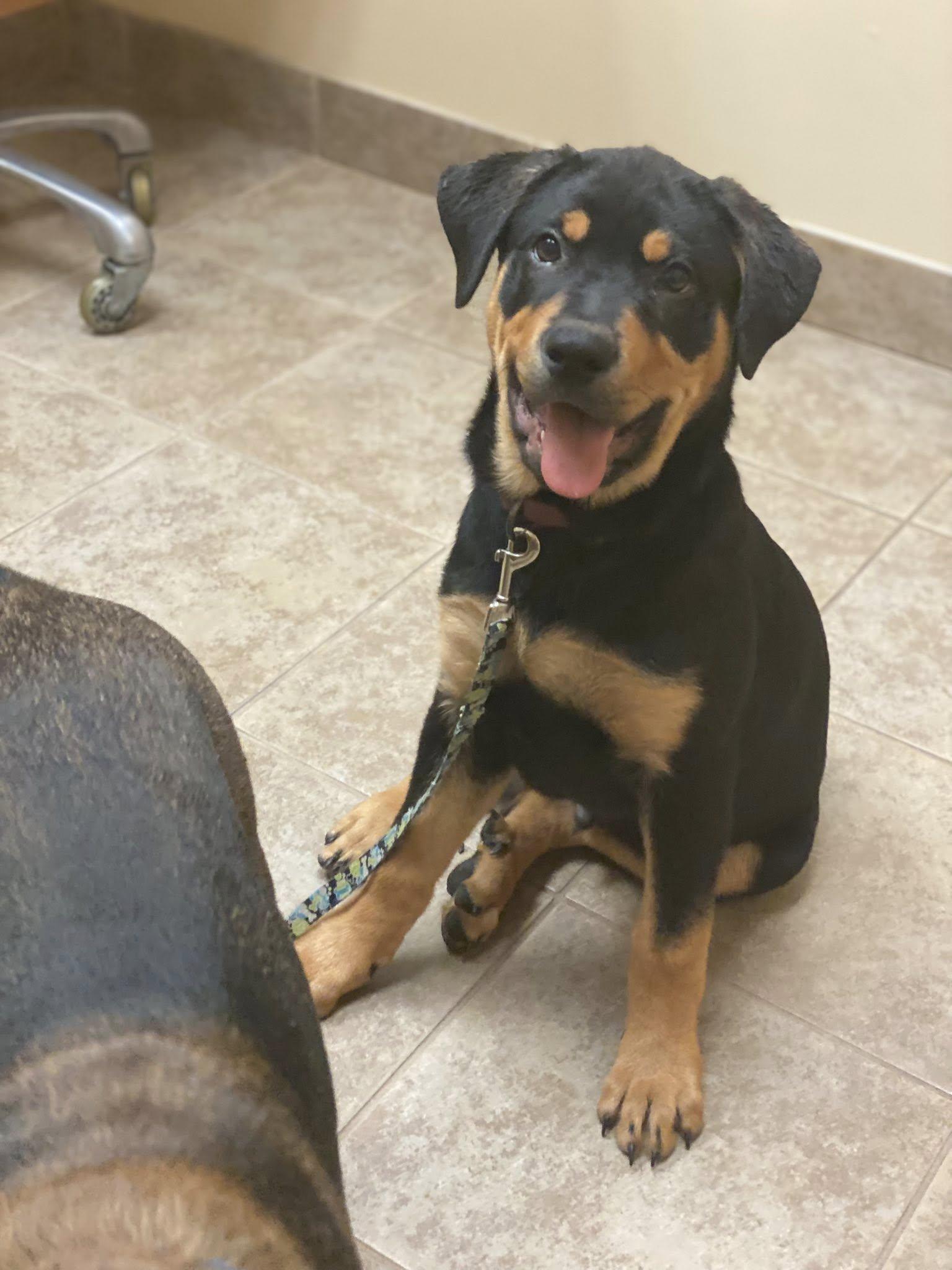 Enlarge KILO, a Adopted mixed breed in Chapel Hill, NC image 4/5