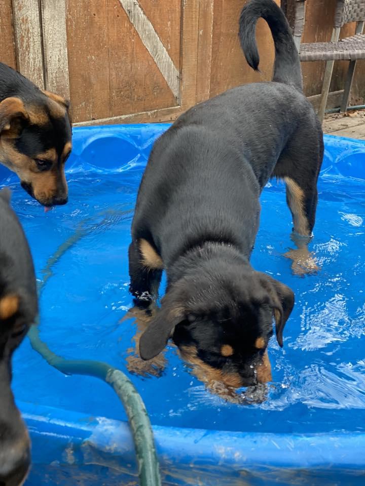 Enlarge KILO, a Adopted mixed breed in Chapel Hill, NC image 5/5