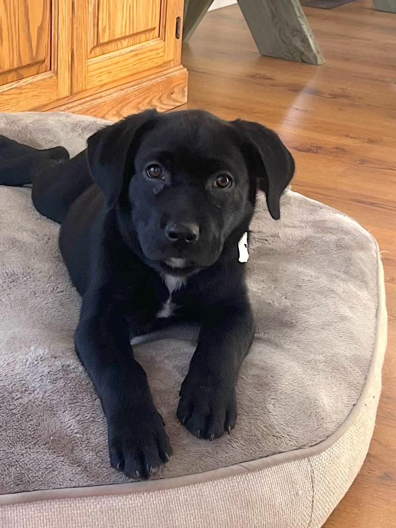 Ozzy, ADOPTABLE, Puppy Male English Springer Spaniel & Husky.