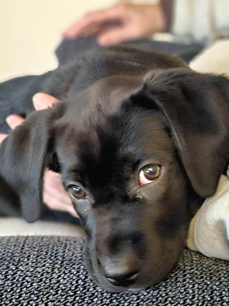 Ozzy, a ADOPTABLE mixed breed in Bancroft, ON image 2/2