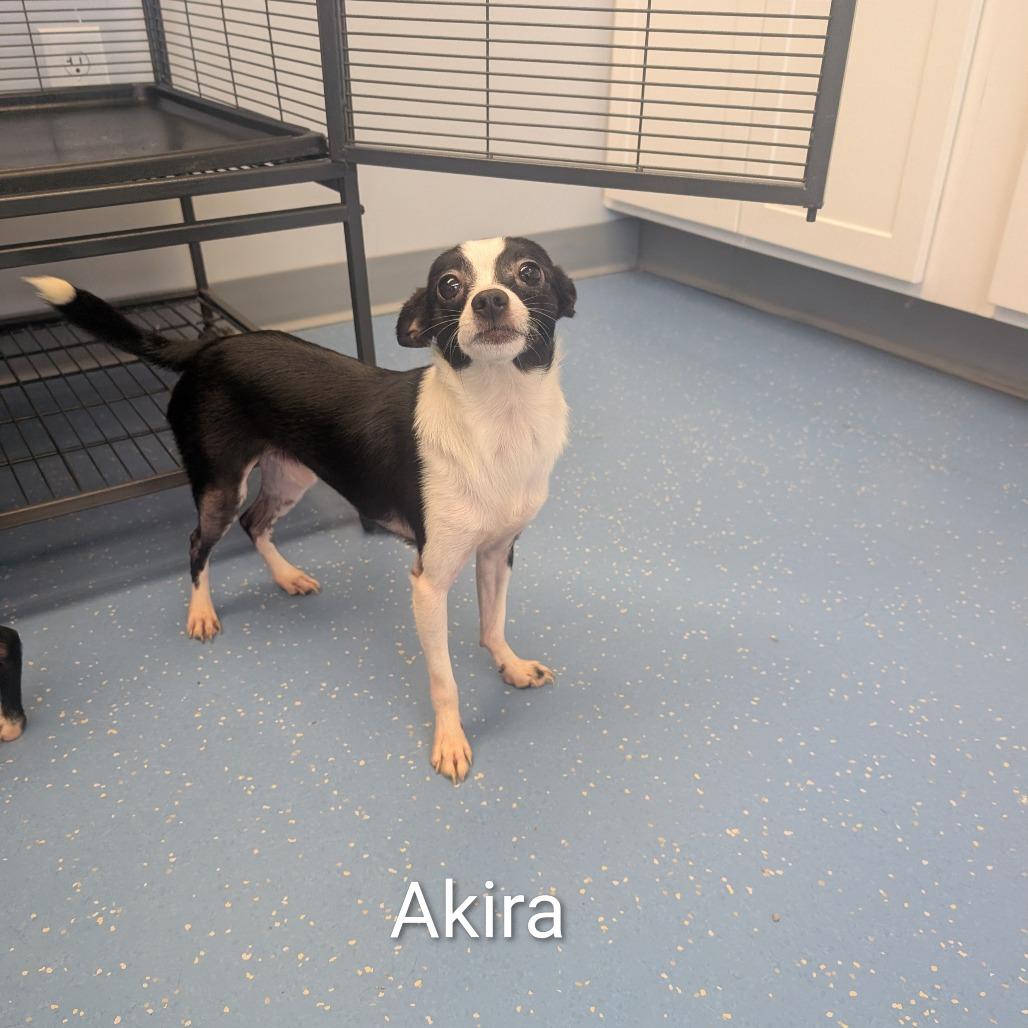 Akira, Adoptable, Young Male Chihuahua & Shih Tzu.