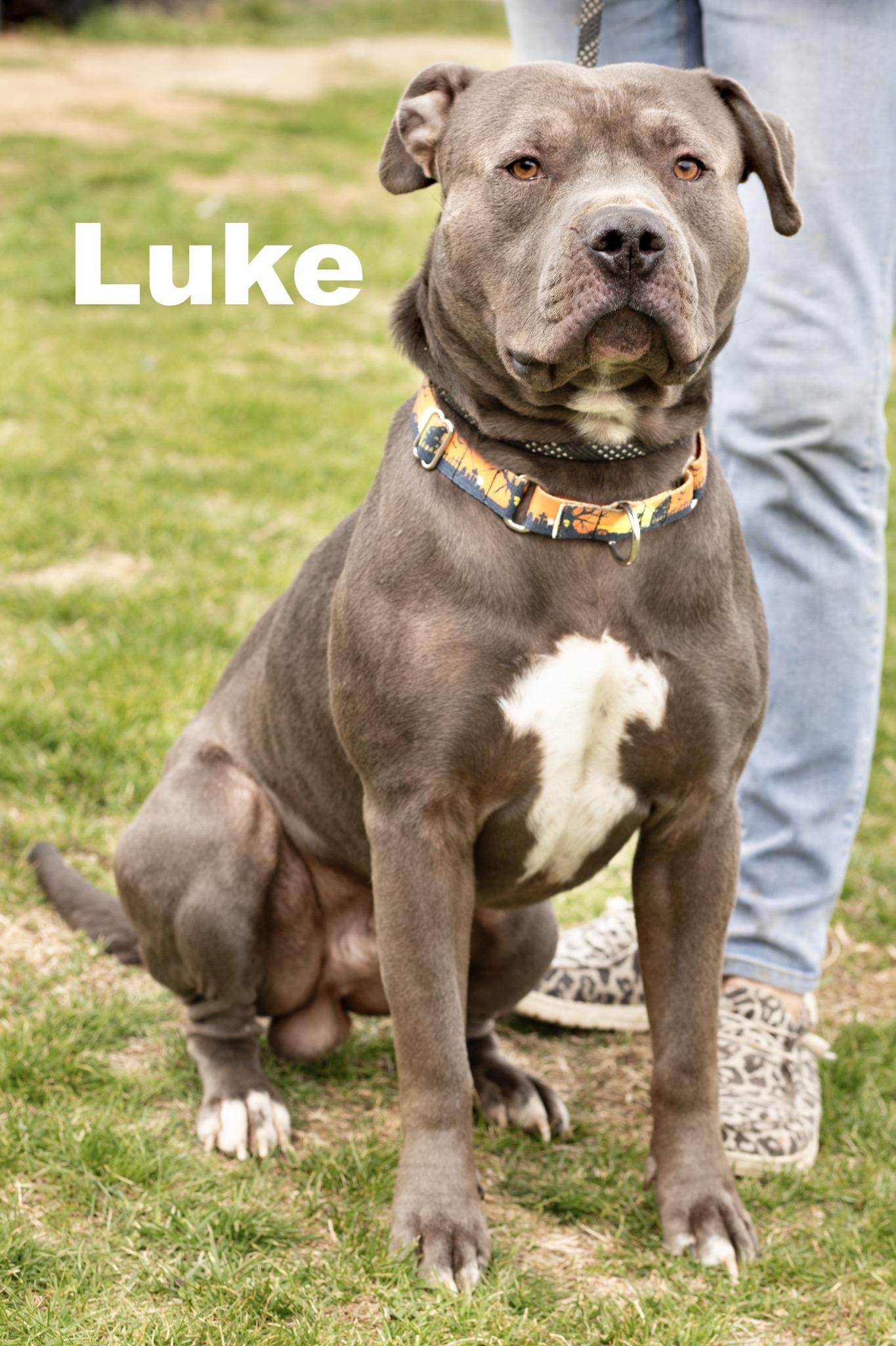 Luke, ADOPTABLE, Adult Male Pit Bull Terrier.