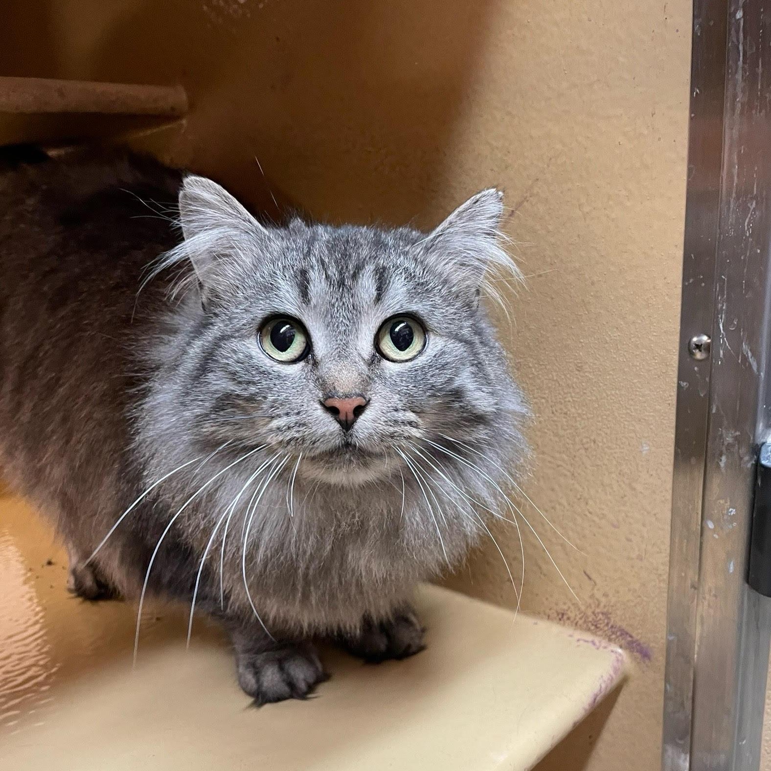 Soraya bonded with Hebe, ADOPTABLE, Adult Female Domestic Long Hair.