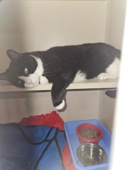 Enlarge William Wallace, a Adoptable Domestic Short Hair in Middletown, CT image 1/4