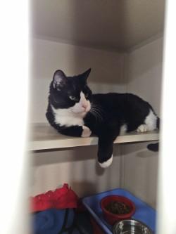 Enlarge William Wallace, a Adoptable Domestic Short Hair in Middletown, CT image 2/4