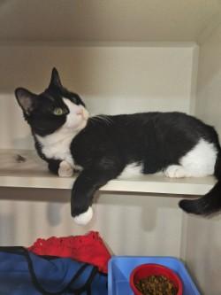 Enlarge William Wallace, a Adoptable Domestic Short Hair in Middletown, CT image 3/4