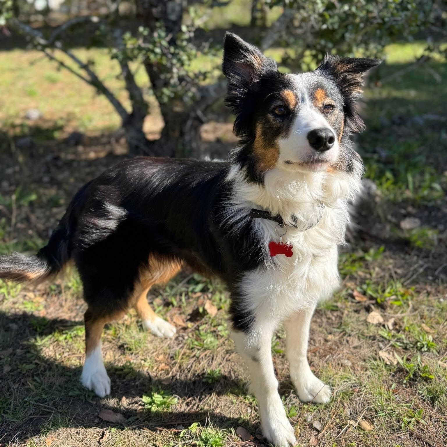 Ranger, Adult Male Border Collie