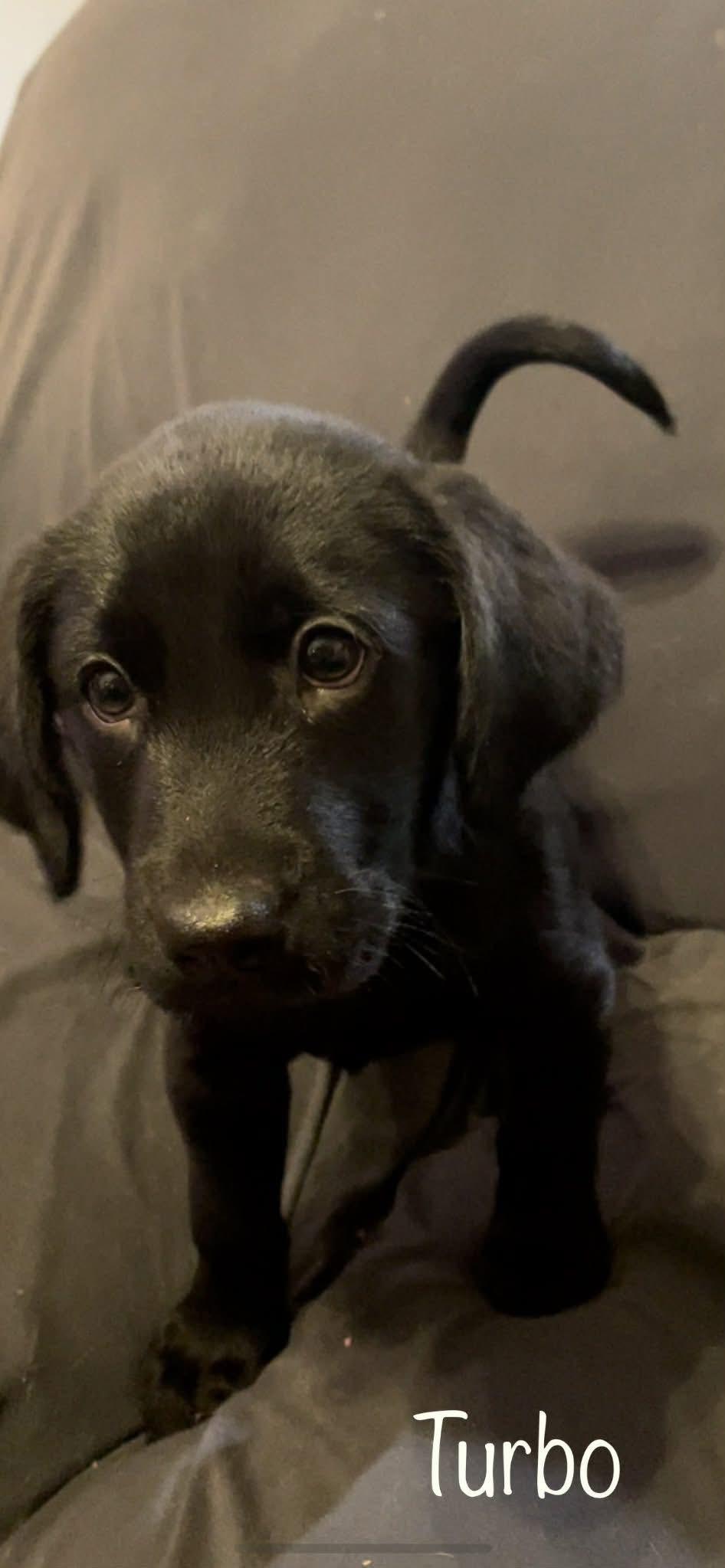 Turbo, ADOPTABLE, Puppy Male Labrador Retriever.
