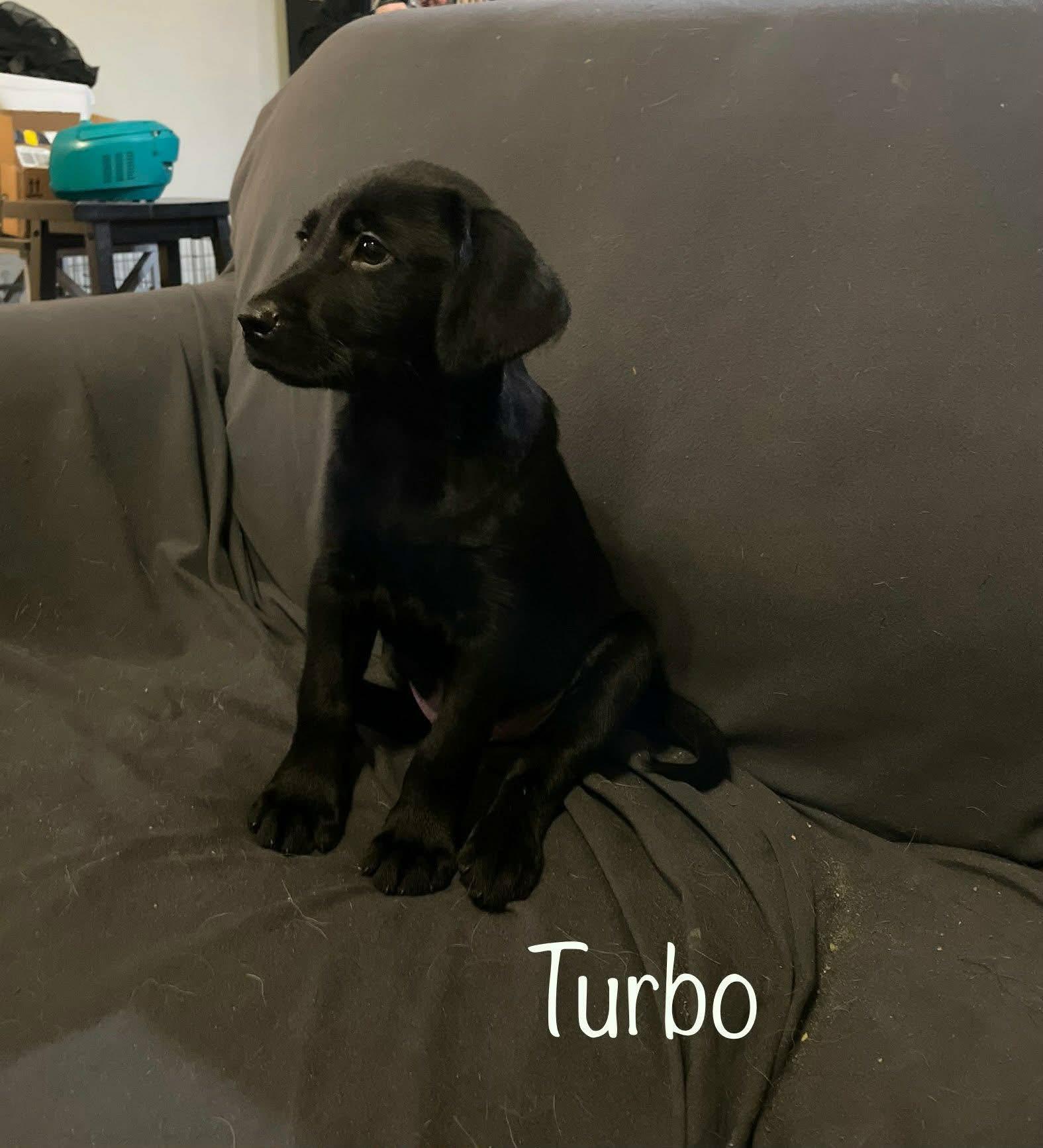 Enlarge Turbo, a ADOPTABLE mixed breed in Elkton, MD image 2/2