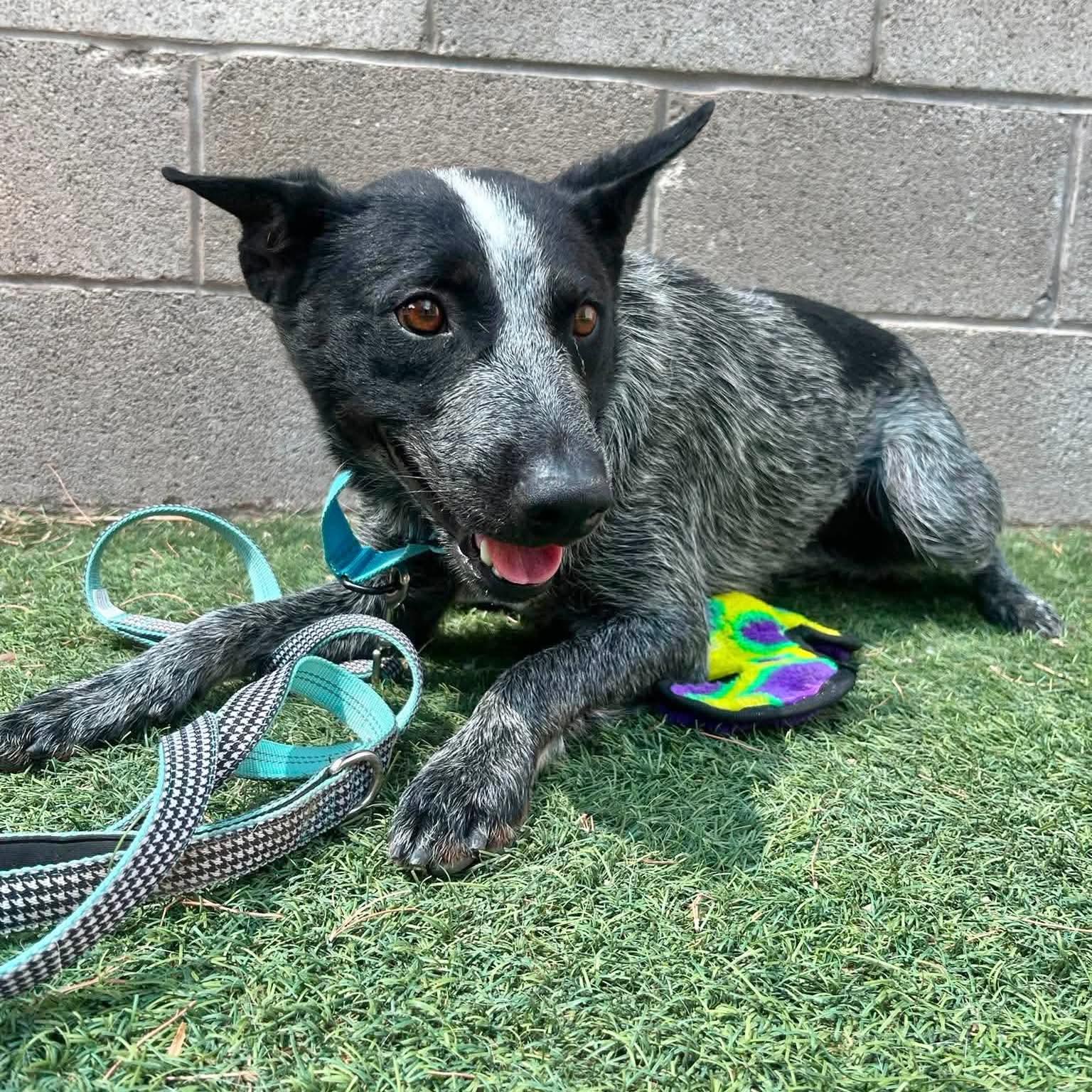Shilo, a ADOPTABLE Australian Cattle Dog / Blue Heeler in Boulder, CO image 5/5