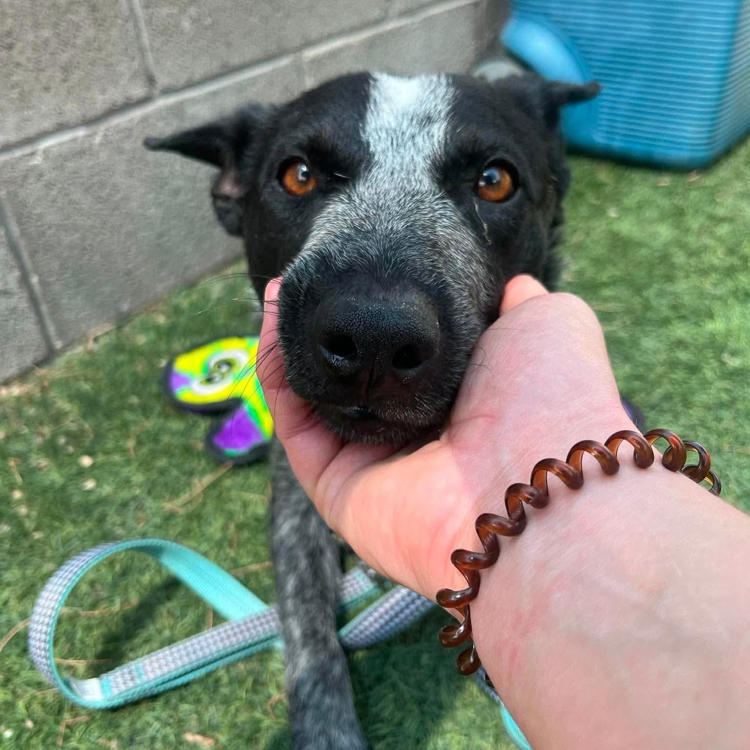 Shilo, a ADOPTABLE Australian Cattle Dog / Blue Heeler in Boulder, CO image 3/5