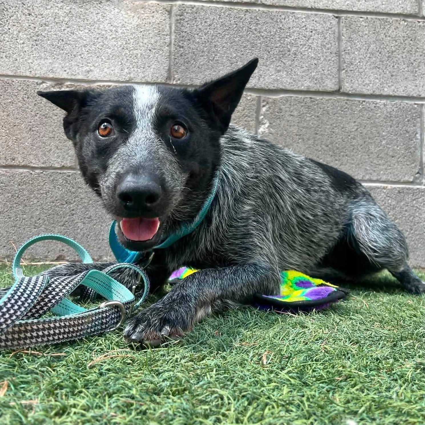 Shilo, a ADOPTABLE Australian Cattle Dog / Blue Heeler in Boulder, CO image 2/5
