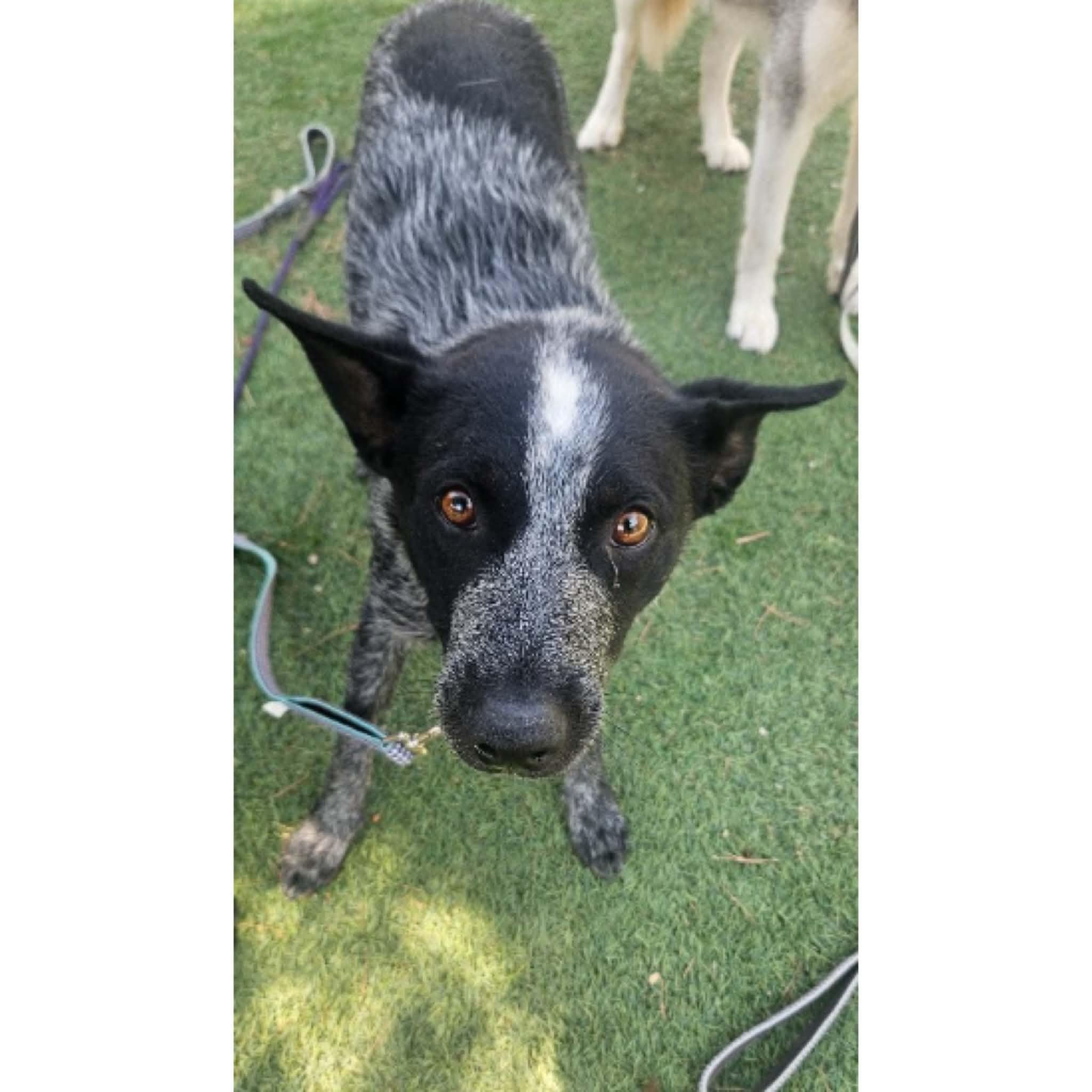 Shilo, a ADOPTABLE Australian Cattle Dog / Blue Heeler in Boulder, CO image 4/5
