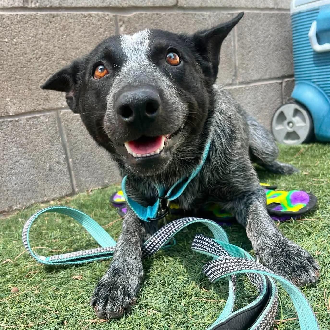 Shilo, ADOPTABLE, Young Female Australian Cattle Dog / Blue Heeler.