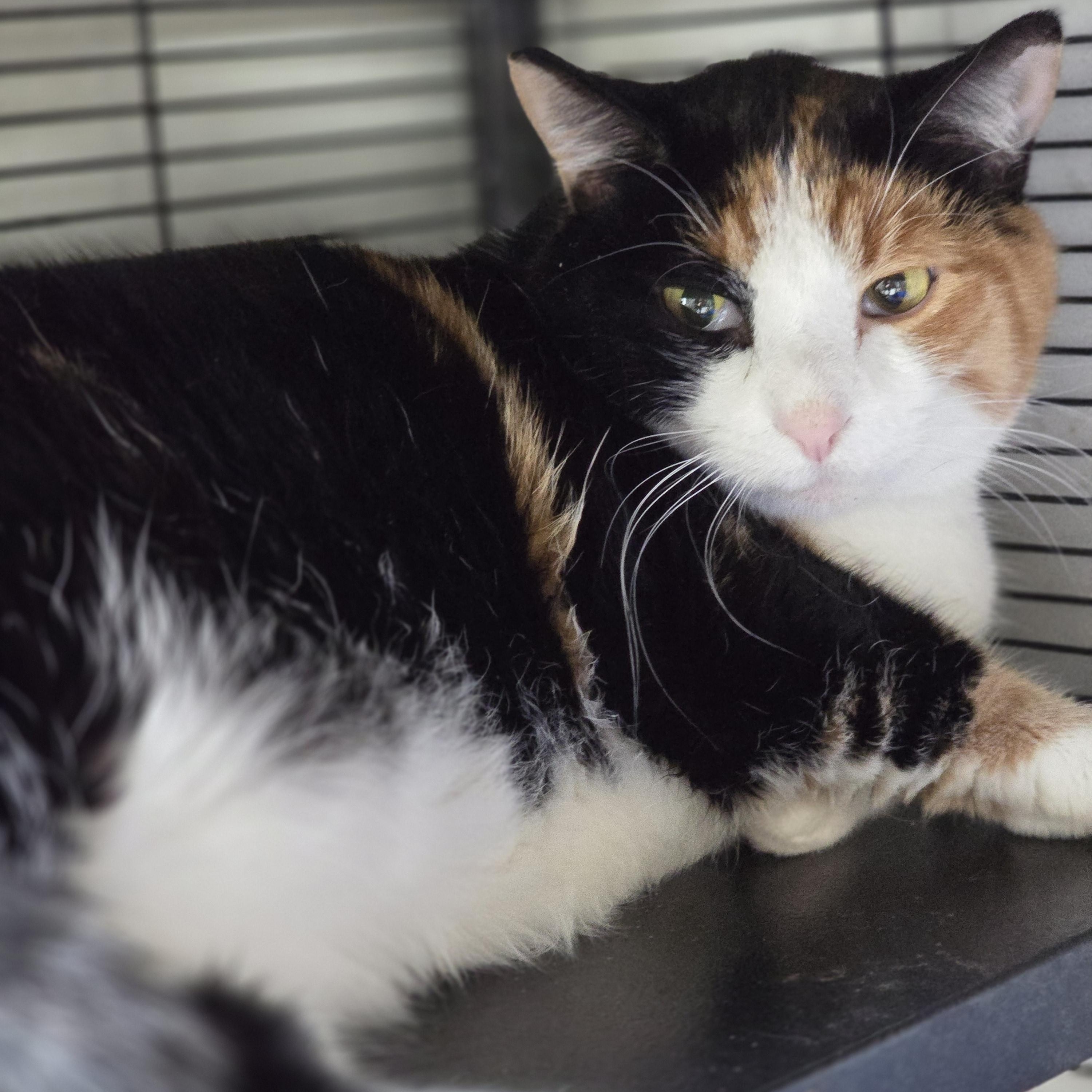 Raksha, an adoptable Domestic Short Hair in Hendersonville, TN_image-1