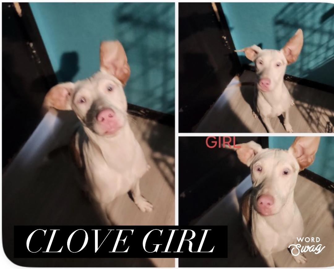 clove, ADOPTABLE, Adult Female Catahoula Leopard Dog & Terrier.