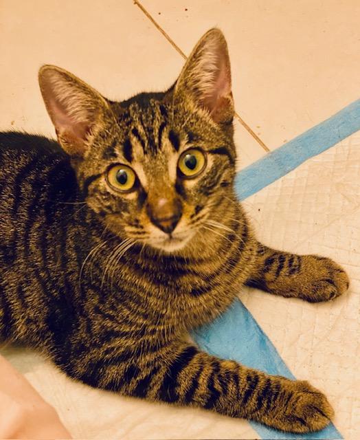 Benni, Adoptable, Kitten Female Domestic Short Hair.