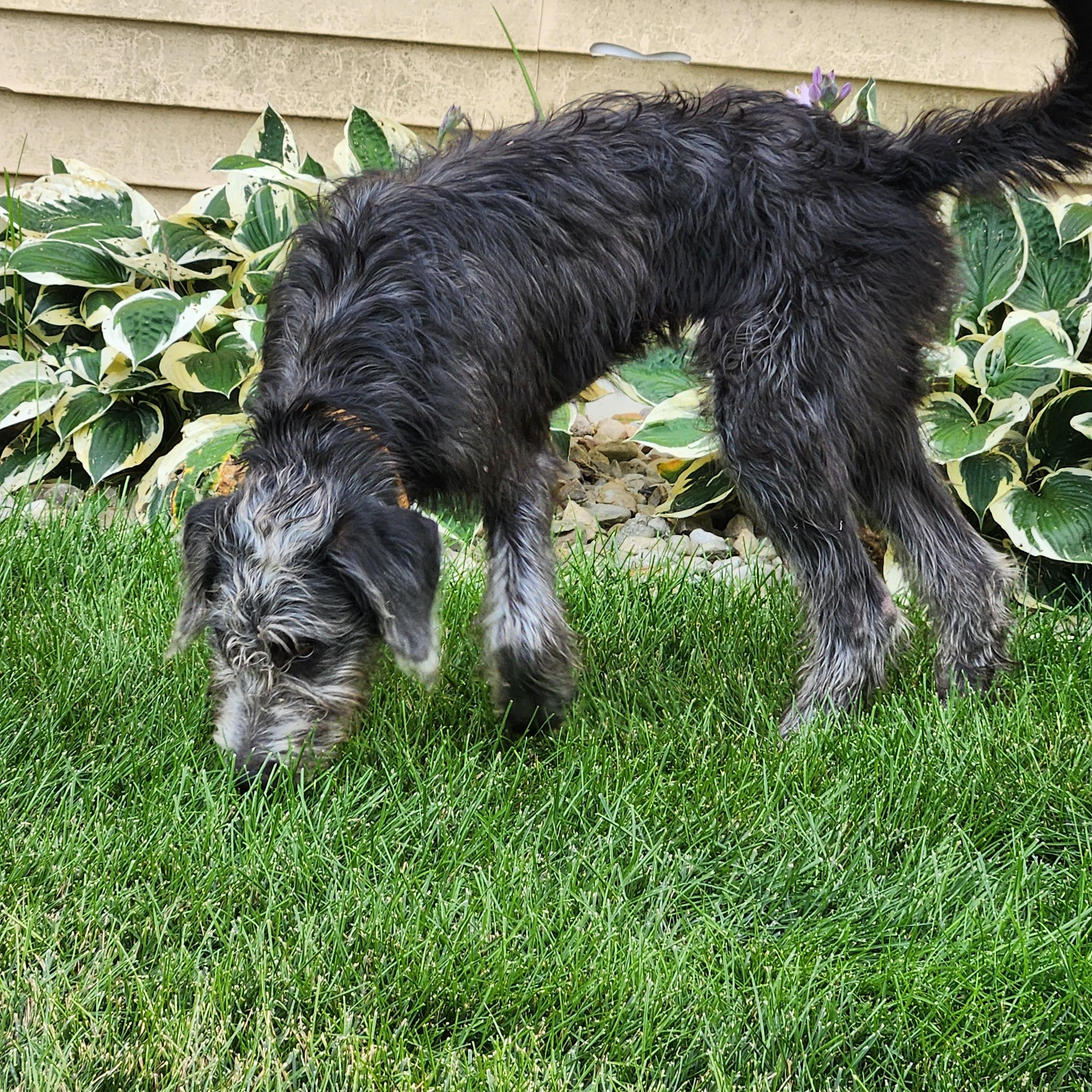 SADIE, an adoptable Schnoodle in Evansville, WI, 53536 | Photo Image 2