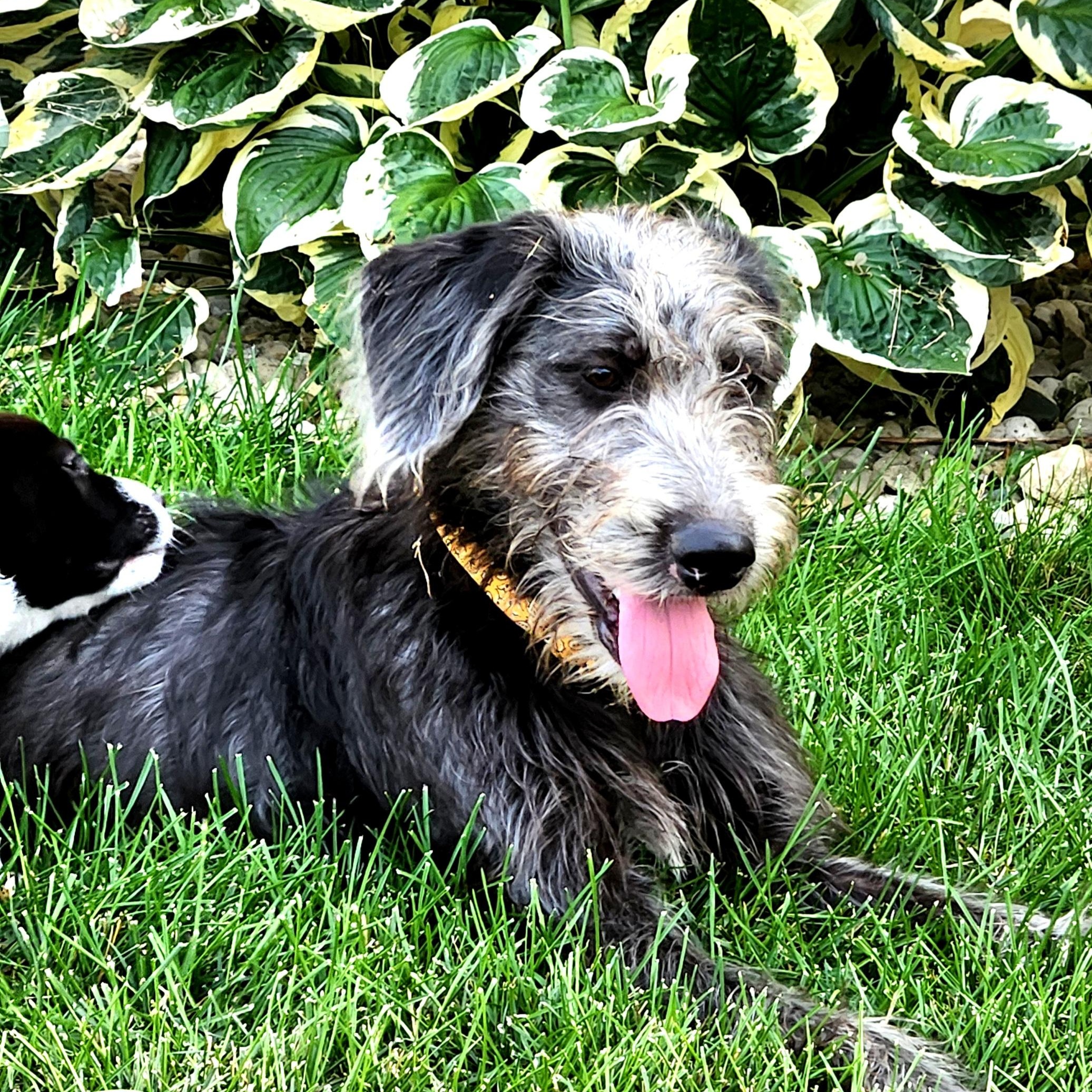 SADIE, an adoptable Schnoodle in Evansville, WI, 53536 | Photo Image 3