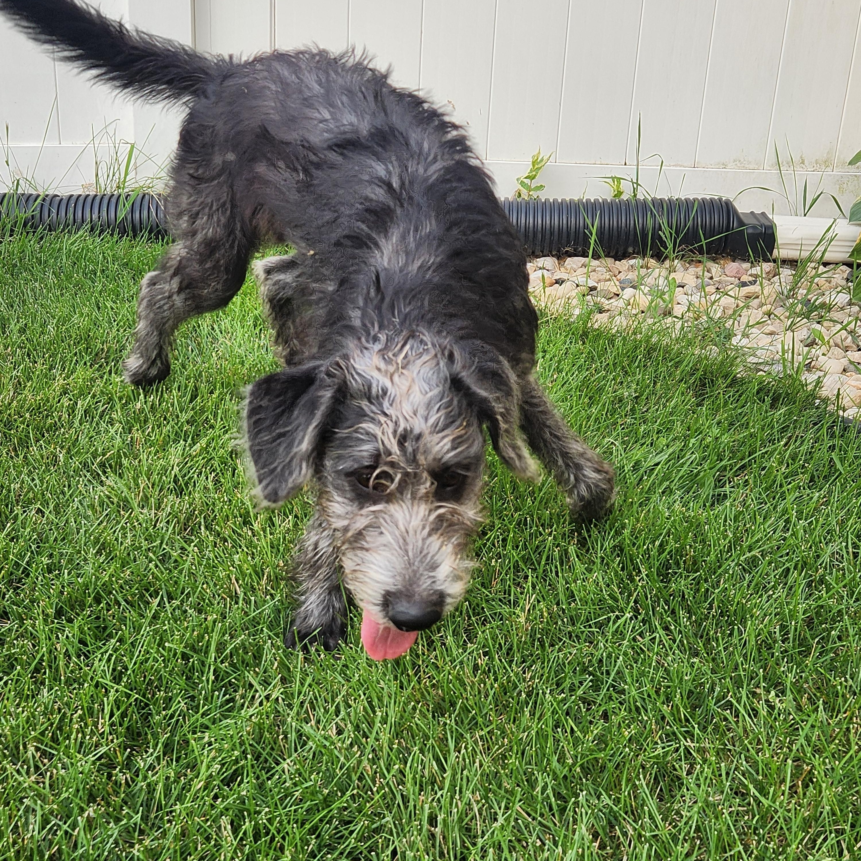 SADIE, an adoptable Schnoodle in Evansville, WI, 53536 | Photo Image 4
