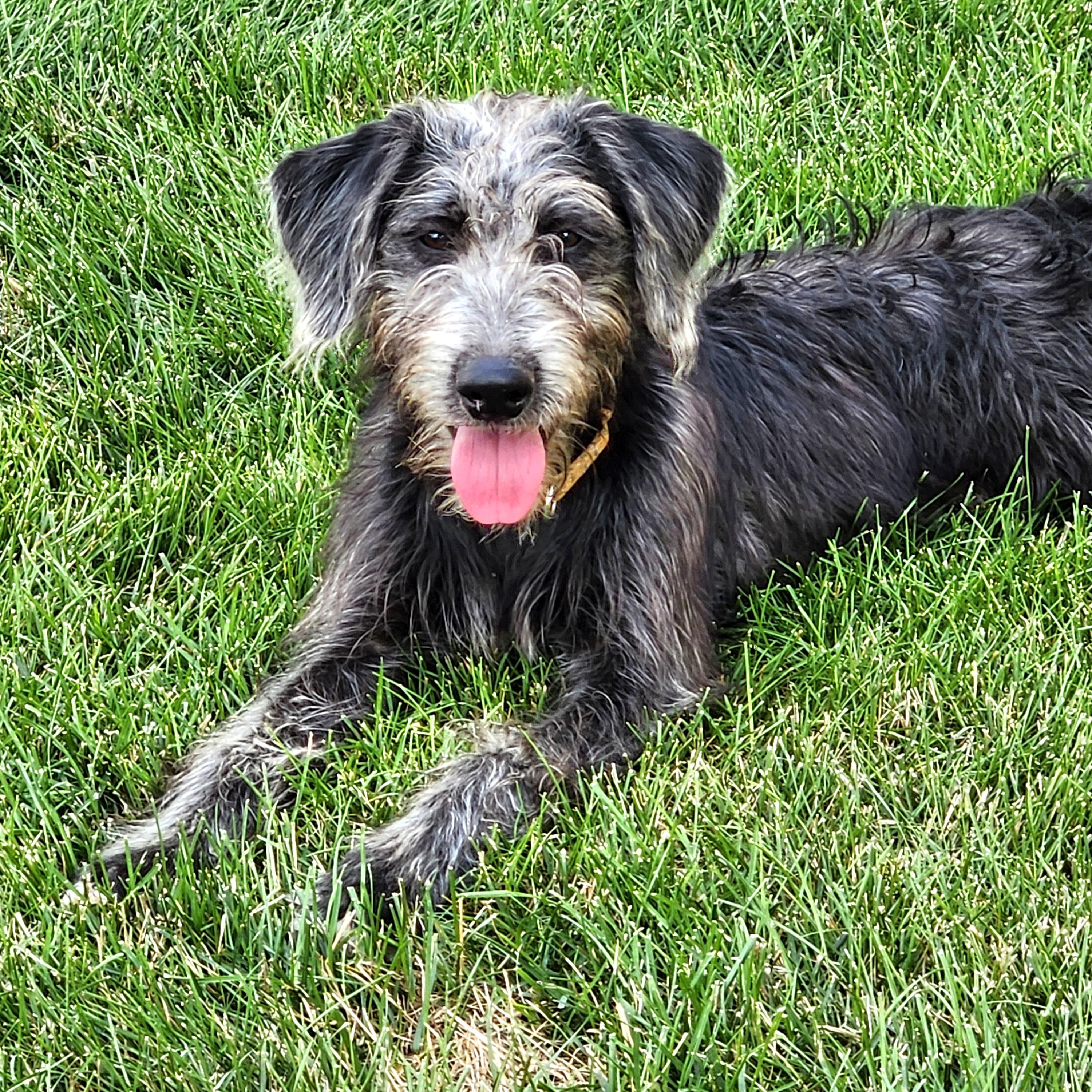 SADIE, an adoptable Schnoodle in Evansville, WI, 53536 | Photo Image 1