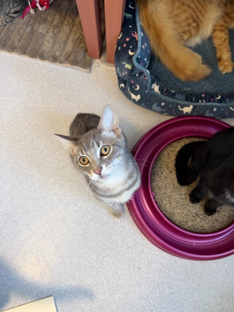 Stitch, a Adoptable Domestic Short Hair in North Royalton, OH image 1/2
