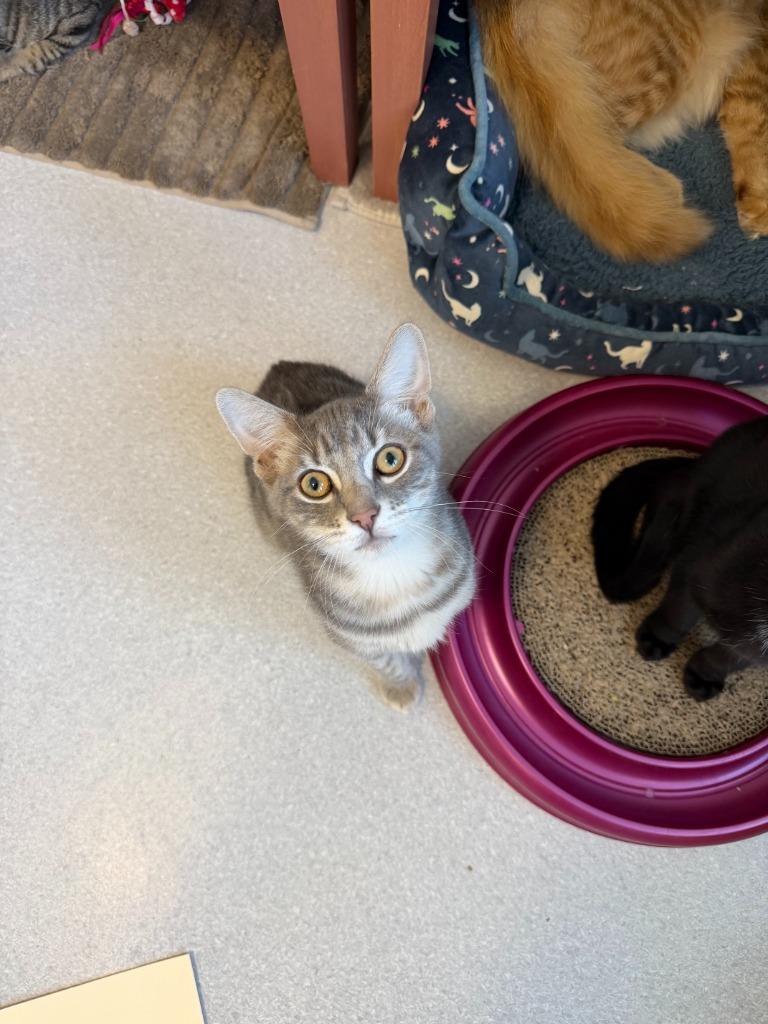 Stitch, a Adoptable Domestic Short Hair in North Royalton, OH image 2/2