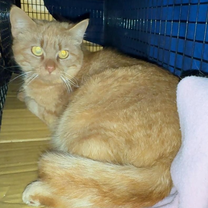 Enlarge REM, a Adoptable Domestic Short Hair in Fair Haven, VT image 2/3
