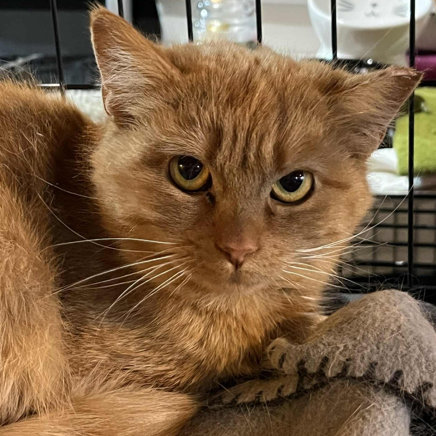 Enlarge REM, a Adoptable Domestic Short Hair in Fair Haven, VT image 1/3